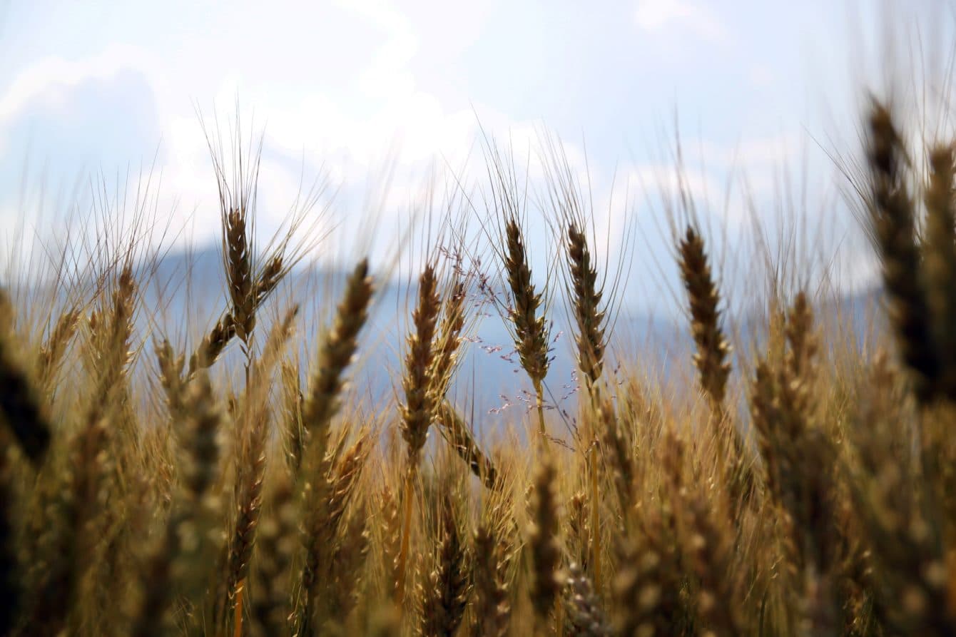 Wheat Field
